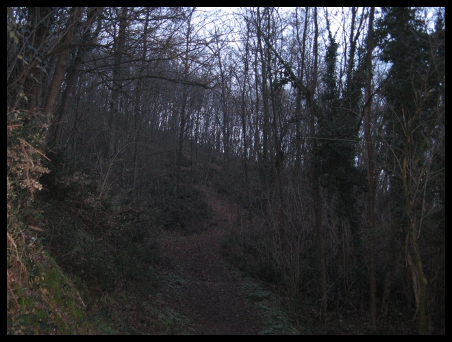 il bosco misterioso..